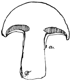 Fig. 56. Bol&eacute;tus l&uacute;teus. (Bruine ringboleet) doorsnede.