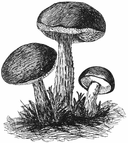Fig. 57. Bol&eacute;tus sc&aacute;ber (Berkenboleet).