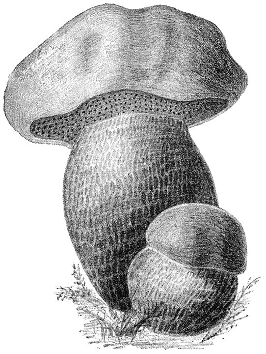 Fig. 58. Bol&eacute;tus S&aacute;tanas (Saransboleet).