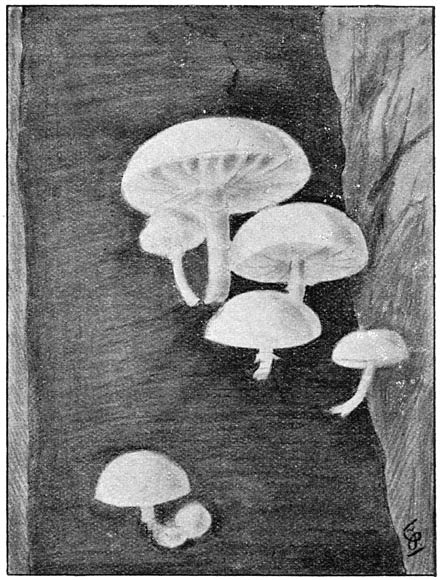 Fig. 59. Armill&aacute;ria m&uacute;cida (Porceleinzwam).