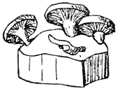 Fig. 64. P&aacute;nus st&yacute;pticus. (Scherpe schelpjeszwam).