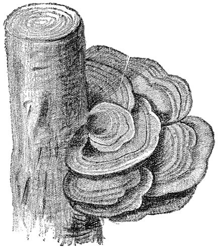 Fig. 66. Lenz&iacute;tes betul&iacute;na (Berken plaatjeshoutzwam).