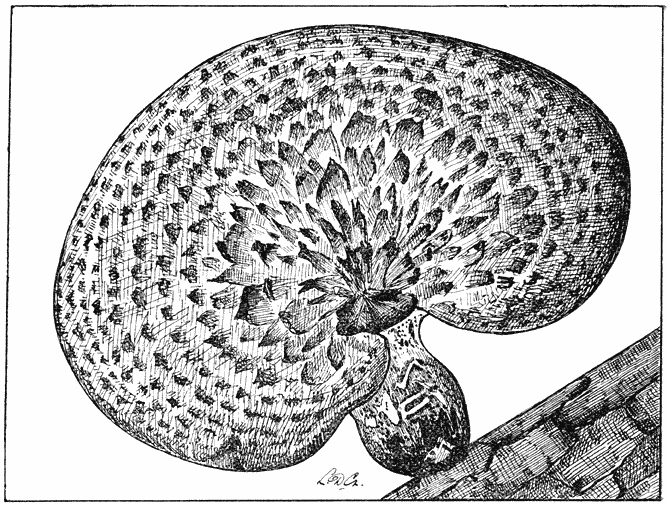 Fig. 67. Pol&yacute;porus squam&oacute;sus (Zadelzwam).