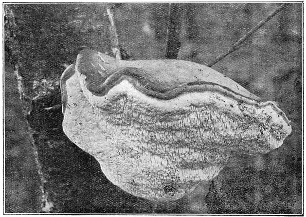 Fig. 69. Pol&yacute;porus betul&iacute;nus (Berkenzwam).