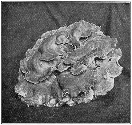 Fig. 70. Pol&yacute;porus gig&aacute;nteus (Reuzenzwam) &frac12; nat. grootte.