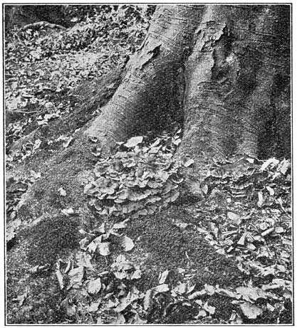 Fig. 71. Pol&yacute;porus gig&aacute;nteus (Reuzenzwam), aan den voet van een beuk.