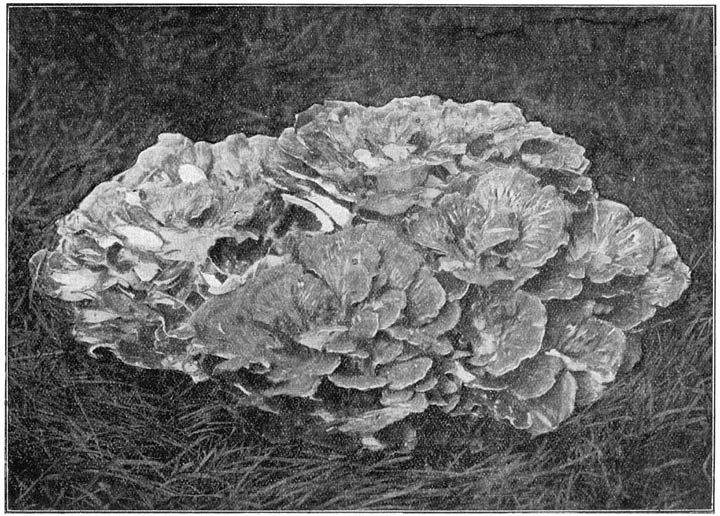 Fig. 72. Pol&yacute;porus frond&oacute;sus (Eikhaas).