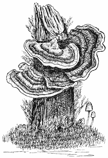 Fig. 73. Pol&yacute;porus vers&iacute;color (Elfenbankjes), onderaan rechts eenige Mycena&rsquo;s.