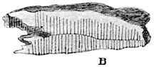 Fig. 75. F&oacute;mes ann&oacute;sus (dennenmoorder) doorsnede.