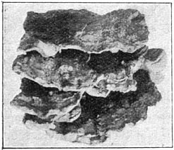 Fig. 78. F&oacute;mes conch&aacute;tus (bruine houtzwam). Klein ex. op wilg.
