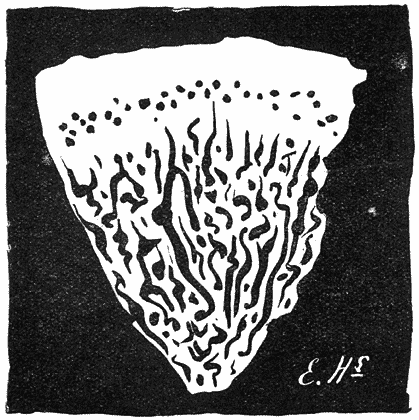 Fig. 80. Daed&aacute;lea querc&iacute;na (Doolhofzwam) onderzijde.