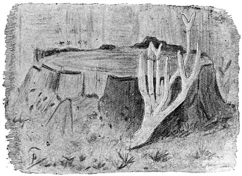 Fig. 83. Cal&oacute;cera visc&oacute;sa (kleverig koraalzwammetje).
