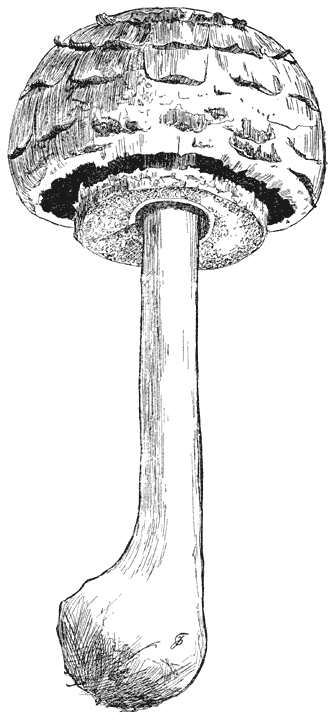 Fig. 86 Lepi&oacute;ta rhac&oacute;des. (Knol-parasolzwam).