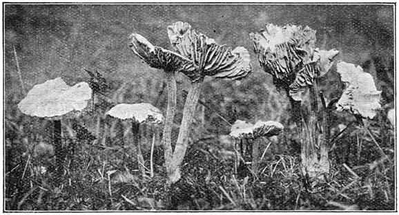 Fig. 87. Lacc&aacute;ria lacc&aacute;ta. (Gewone fopzwam).