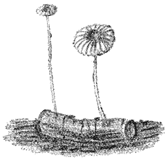 Fig. 90. Mar&aacute;smius r&oacute;tula (Wieltjes marasmius.)