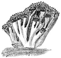 Fig. 93. Clav&aacute;ria botr&yacute;tis. (Bloemkoolzwam).