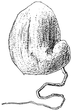 Fig. 96. Duivelsei (Ph&aacute;llus impud&iacute;cus) nog gesloten.