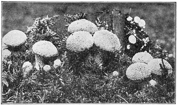 Fig. 100. Lycop&eacute;rdon gemm&aacute;tum (Paarlstuifzwam).