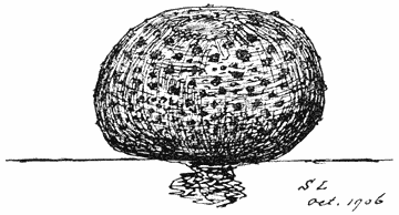 Fig. 102. Sclerod&eacute;rma vulg&aacute;re (Aardappelbovist).