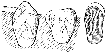 Fig. 103. Rhizop&oacute;gon lut&eacute;olus (Valsche truffel).