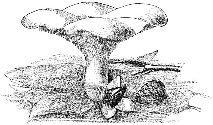 Fig. 104. H&yacute;dnum rep&aacute;ndum. (Gele stekelzwam).