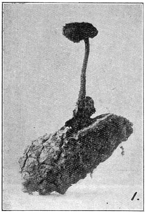 Fig. 105. H&yacute;dnum aurisc&aacute;lpium. (Oorlepeltjeszwam).