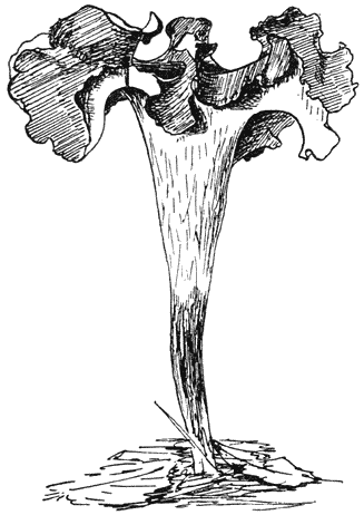 Fig. 111. Crater&eacute;llus cornucopio&iuml;des (Hoorn van overvloed).