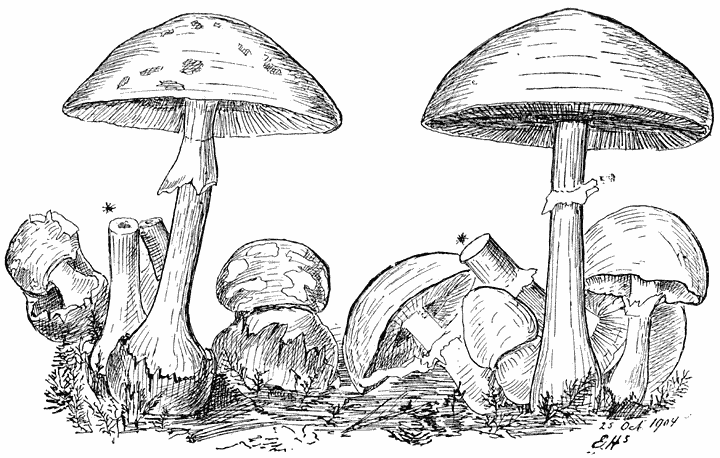 Fig. 112. Groene knolzwam, Aman&iacute;ta phallo&iacute;des.