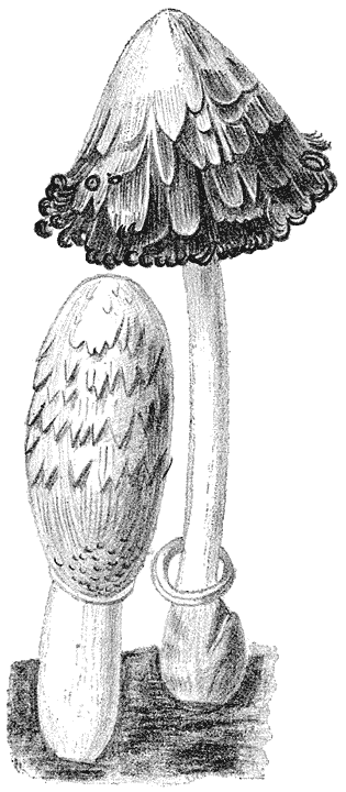 Fig. 114. Copr&iacute;nus com&aacute;tus (Geschubde inktzwam).