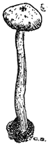 Fig. 117. Tul&oacute;stoma mamm&oacute;sum (Gesteelde Stuifzwam).