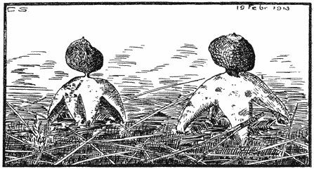 Fig. 118. Ge&aacute;ster Schmidel&iacute;i (Kleine aardster).