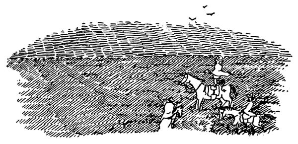 Ostriches&mdash;On the Look-out.