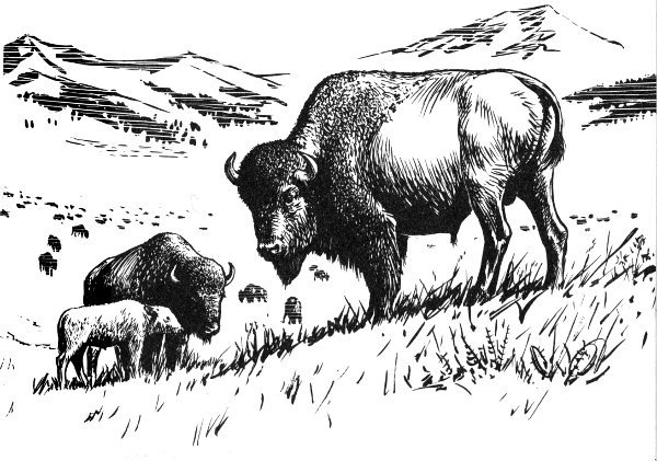 bison