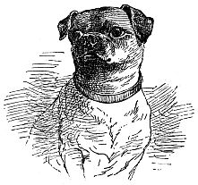 Pug dog