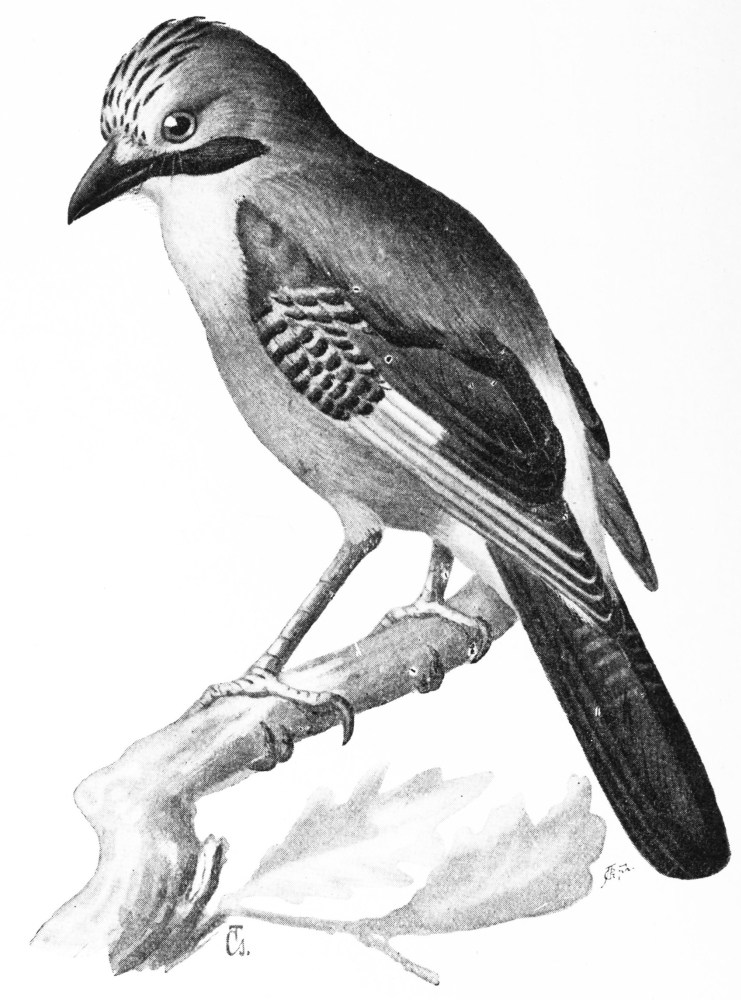 The Project Gutenberg eBook of Birds Useful and Birds Harmful, by Ottó ...