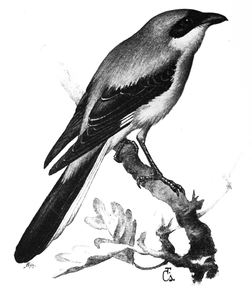 The Project Gutenberg eBook of Birds Useful and Birds Harmful, by Ottó ...