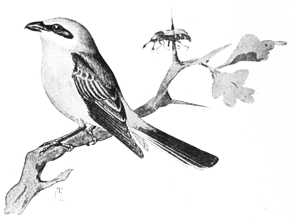 The Project Gutenberg eBook of Birds Useful and Birds Harmful, by Ottó ...