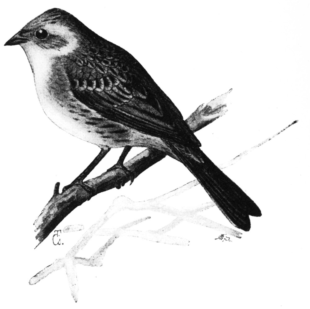 The Project Gutenberg eBook of Birds Useful and Birds Harmful, by Ottó ...