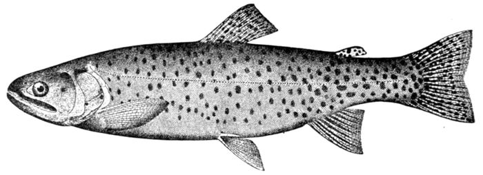 The Project Gutenberg eBook of Guide to the Study of Fishes, by David Starr  Jordan