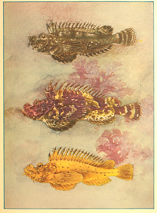The Project Gutenberg Ebook Of Guide To The Study Of Fishes By