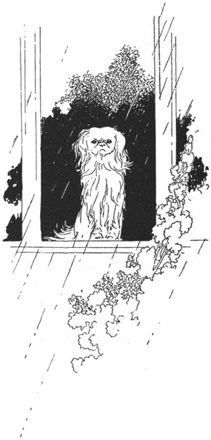 dog looking outside at rain
