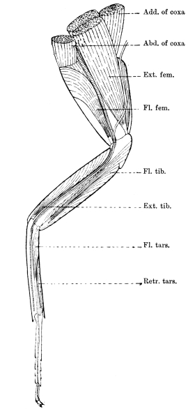 The Project Gutenberg eBook of The Structure and Life-history of the ...