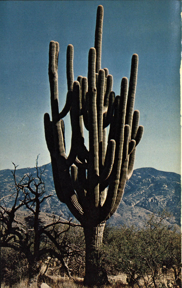 Fish-hook Cactus - Colorado National Monument (U.S. National Park Service)