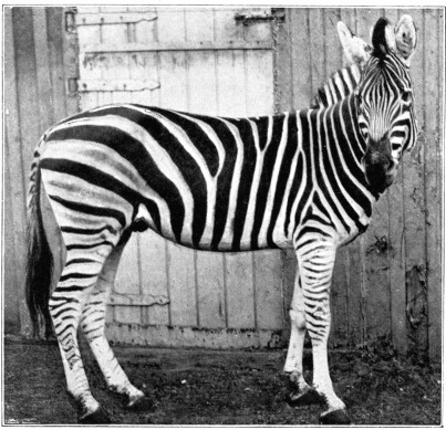 MATOPO.

To face page 84.