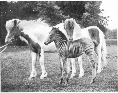 TUNDRA (AN ICELAND PONY), HER FOAL, CIRCUS GIRL (BORN
1898), AND HER HYBRID-FOAL, SIR JOHN (BY MATOPO), WHEN A MONTH OLD (BORN
1899).
To face page 86.