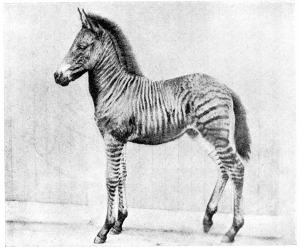 ROMULUS.

To face page 96.