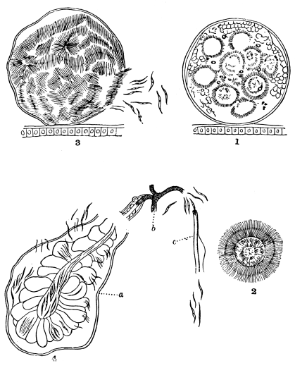 FIG. 3.&mdash;FORMATION OF THE BLASTS OF HÆMOMENAS PRÆCOX (ROSS) WITHIN
THE BODY OF THE MOSQUITO ANOPHELES. MAGNIFIED 2,000 TIMES. AFTER
ROSS AND FIELDING-OULD.

No. 1, The full-grown zygote dividing up into meres; No. 2, an
isolated mere which has developed its filiform bodies or blasts;
No. 3, the zygote crammed with blasts is bursting; No. 4, the
blasts are making their way into the salivary gland of the mosquito
a, through it into the œsophagus b, and finally into the
proboscis c.

To face page 144.