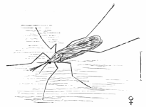 ANOPHELES MACULIPENNIS.

FEMALE.

To face page 146.

