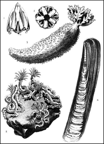 Serpul� and Sabell�