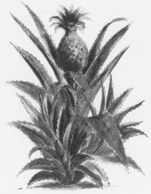 Image unavailable: Bromelia Ananas.

PINE APPLE

Lith. of F. Michelin 111 Nassau St. N.Y.